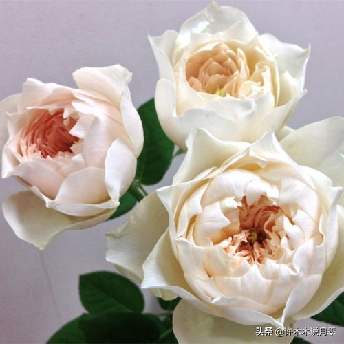 月季花通常在什么时间开放，是早晨还是傍晚呢