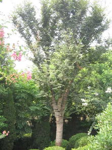 小叶白蜡， 新疆的特色，园林绿化好帮手