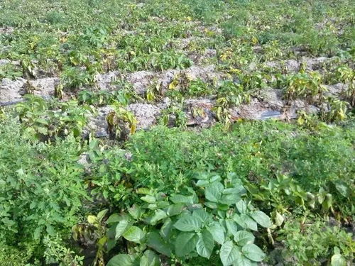 使用乙草胺的注意事项