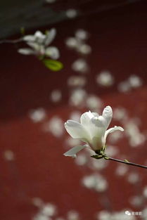 白玉兰的神秘魅力