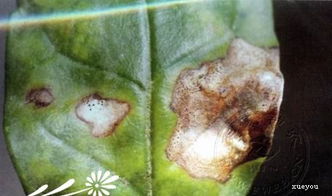 花叶斑病：植物的秘密痛楚