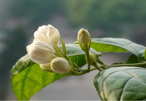 “银冠玉耐旱，花色清雅宜人