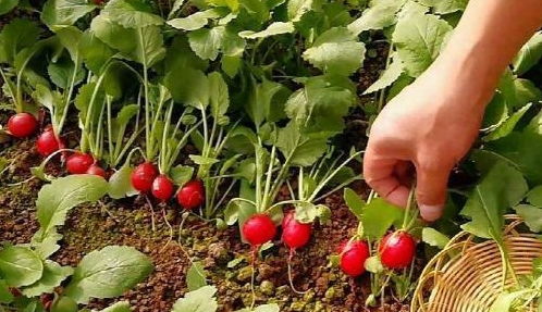 准备材料：工具和种子