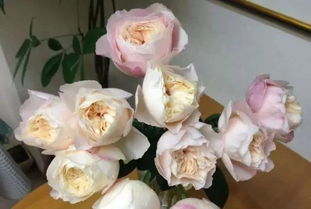 婚礼花束搭配：粉红雪山月季VS切花玫瑰