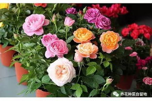 月季花：早晨和傍晚是浇水好时机