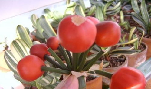 通风篇：空气流通， 防病虫害