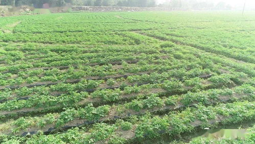 通化苗圃的教训