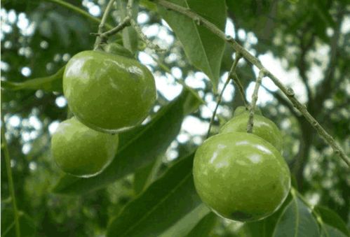 无患子种子一斤大概有多少颗？