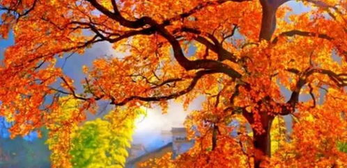 秋天的色彩盛宴：秋天开什么颜色的花？