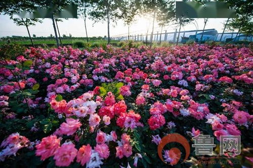 品种简介：Eye Love You