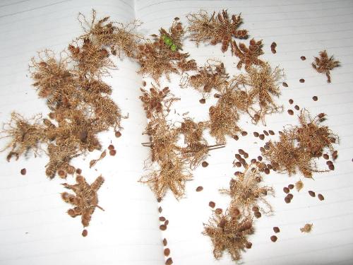 形状， 就像小花瓣一样