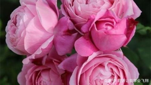 换盆的注意事项