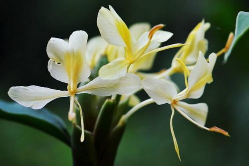 姜花核心问题：为何不开花