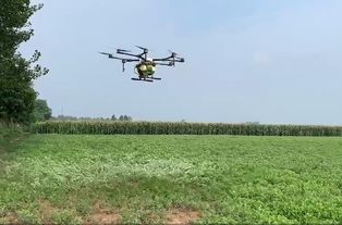 艾草产品的高附加值