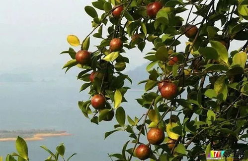 中国最大茶油生产基地：文山广南茶油树苗子，联系方式一览！