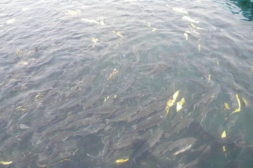 掌握成鱼饲料投喂量：如何精准确定每日喂食量以优化养殖效益？