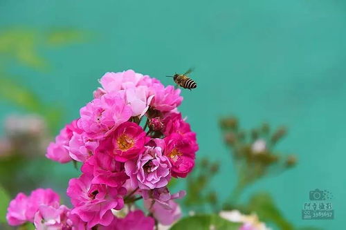 四、爱情的力量