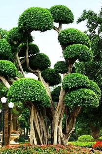 小叶女贞， 绿化好帮手