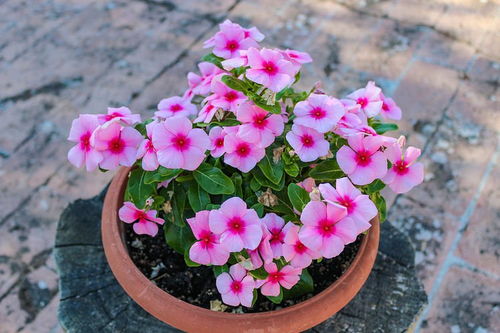 彼岸花：神秘的红衣舞者