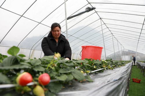 火龙果栽培技术：高效农业实践与创新方法