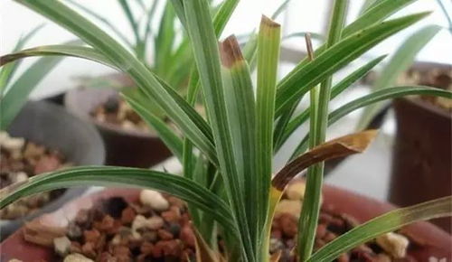 风车草叶尖发黄，是缺水还是病虫害