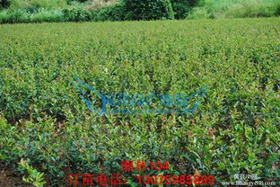 溧阳地区与白花油茶