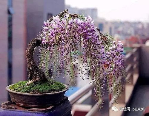 紫藤树的花朵颜色