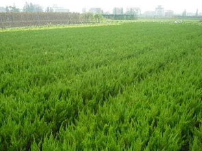 龙柏苗期阔叶杂草多，适合使用哪种除草剂效果最佳？