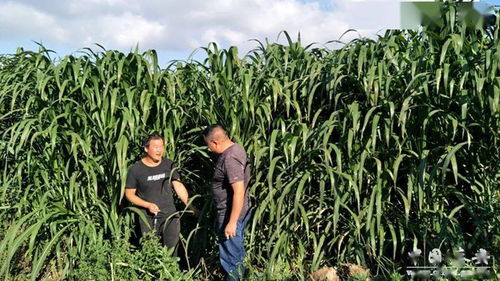 皇竹草：低成本高收益的种植选择