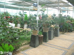 乱七八糟的种植方式