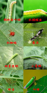 阿维菌素：蚧壳虫的克星？