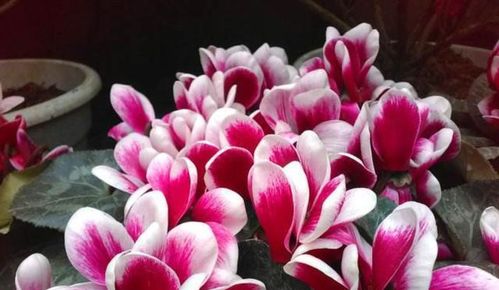 仙客来花蔫了茎倒了到底是缺水还是病虫害？怎么办？快来学学！