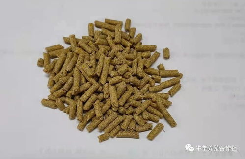 预混料和浓缩料哪个更适合我的养殖需求？