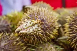 种皂角子就像养孩子