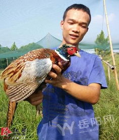 岳阳90后小伙养殖野鸡，面临销路难题