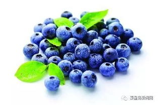 新鲜蓝莓多少钱一斤最划算？果农教你如何挑选