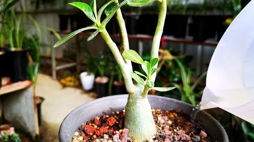 沙漠玫瑰烂根，如何消毒拆分