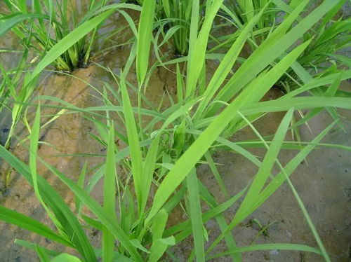 丙草胺水稻药害图显示其特点，如何正确在水稻田使用避免药害？