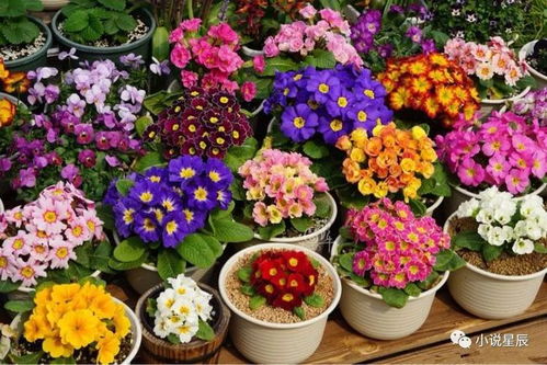 冬天里的花朵乐园