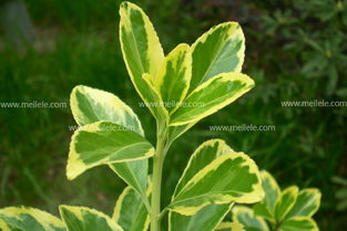 追肥与换盆：金边黄杨的养护细节