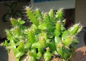 盆栽牛油果种植，如何让果实丰硕