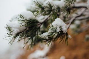 具体是哪种松树在冬季会开花