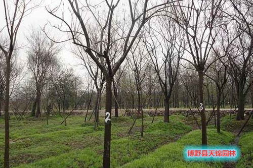 北栾树，你可知它的去处？