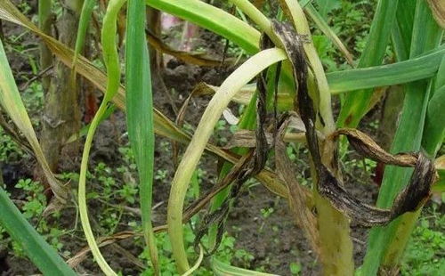 芹菜根部腐烂的烦恼与防治小窍门