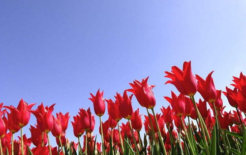 种子发芽， 生命的开始