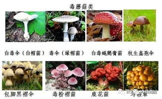 误食多菌灵后除了催吐和洗胃，还有哪些有效的解毒方法可以采取？