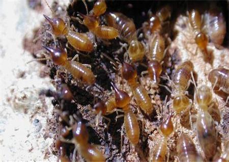 防范为主， 治疗为辅