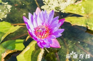 冬天睡莲，水培技巧有哪些