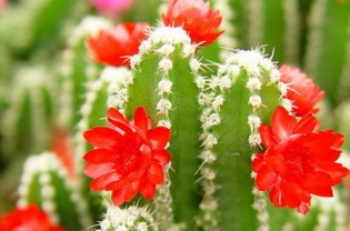 仙人掌花：看似坚韧，实则藏刺，小心“扎心”花语！