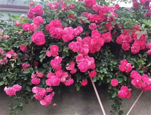 红木香月季， 那抹独特的风情